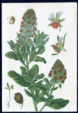 ANTIQUE BOTANICAL PRINT BY BERGERON HERINCQ