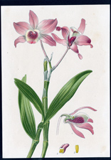 ANTIQUE BOTANICAL PRINT BY BERGERON HERINCQ