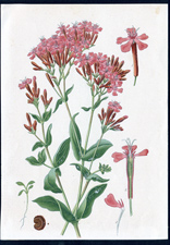 ANTIQUE BOTANICAL PRINT BY BERGERON HERINCQ