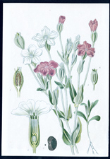 ANTIQUE BOTANICAL PRINT BY BERGERON HERINCQ