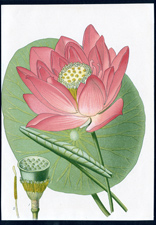 ANTIQUE BOTANICAL PRINT BY BERGERON HERINCQ