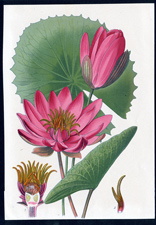 ANTIQUE BOTANICAL PRINT BY BERGERON HERINCQ