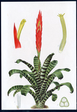 ANTIQUE BOTANICAL PRINT BY BERGERON HERINCQ