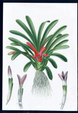 ANTIQUE BOTANICAL PRINT BY BERGERON HERINCQ
