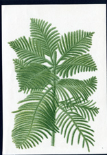 ANTIQUE BOTANICAL PRINT BY BERGERON HERINCQ