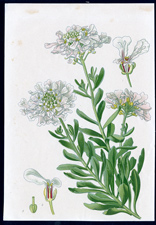 ANTIQUE BOTANICAL PRINT BY BERGERON HERINCQ