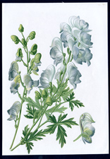 ANTIQUE BOTANICAL PRINT BY BERGERON HERINCQ