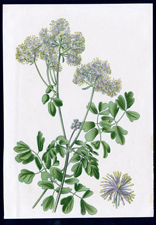 ANTIQUE BOTANICAL PRINT BY BERGERON HERINCQ