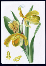ANTIQUE BOTANICAL PRINT BY BERGERON HERINCQ