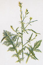 Hedge-Mustard