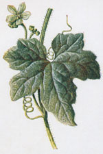 Red-Berried Bryony
