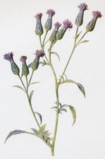 Saw-Wort