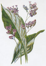 Sea-Lavender