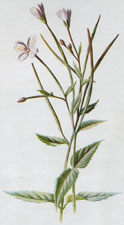Small Willow-Herb