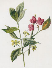 Spindle-Tree