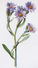 Starwort