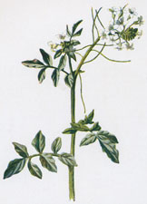 Water-cress