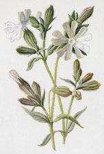 White Campion