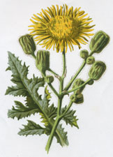 Corn Sowthistle