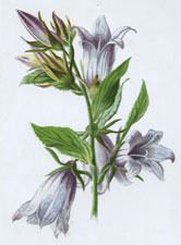 unidentified wild flower