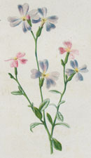 Virginian Stock
