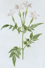 White Jessamine