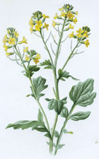 Yellow Rocket