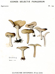 Vintage mushroom print