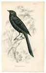 Walking Drongo Shrike