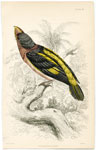 Horsefield's Caper