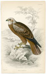 Marsh Harrier