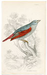 Red-winged Bengaly