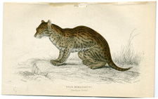 Himalayan Serval