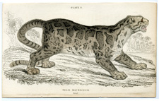Tree Tiger of Sumatra