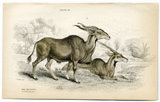 The Impoopo or Elk Antelope