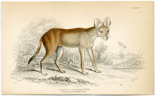 Greyhound Dhole