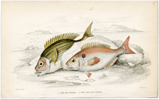 Sea Bream and Axillary Bream