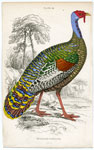 Meleagris Ocellata