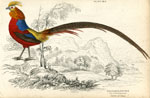 The Golden Pheasant