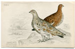 Lagopus Mutus Spring and Summer Plumage
