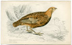 The Mountain Partridge