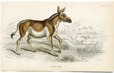 Quagga male