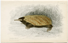 Echidna Hystrix