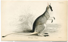 Macropus Parryi