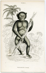 Troglodytes Niger (The Black Orangutan)