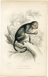 White Eyelid Monkey