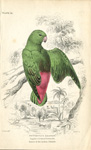 Sapphire-crowned Psittacule