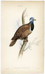 Geophilus Cyanocephalous