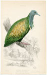 The Nicobar Ground Pigeon