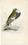 Powter or Cropper Pigeon